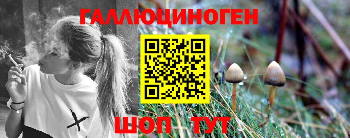 Галлюциногенные грибы Psilocybe Россия